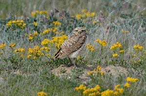 Owl,  Burrowing, 2015-05268440 Pawnee National Grasslands, CO